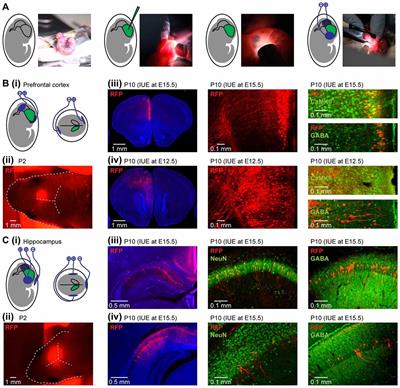 Methodological Approach for Optogenetic Manipulation of Neonatal Neuronal Networks